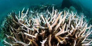 Thai sea temperatures hit ‘boiling’ record, bleaching almost all coral