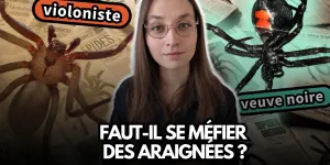 La vérité sur les araignées en France (et en Europe)