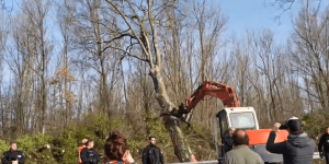 A69 : le bras de fer autour de l’abattage des arbres continue