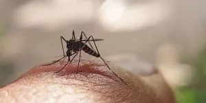 SOS Docteur : faut-il craindre une épidémie de dengue en France à cause du moustique-tigre ?