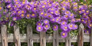 Les asters pour illuminer le jardin en automne