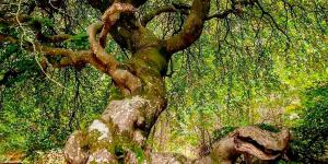 Voyage : découvrez l’incroyable forêt de Verzy !