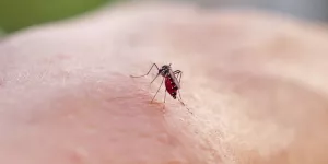 L'épidémie de dengue continue de progresser en Guadeloupe et Martinique