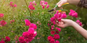 Jardinage : voici les 5 plantes à tailler avant la fin du mois d’août pour un beau jardin jusqu’à la fin de l’été