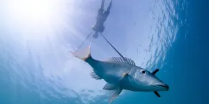 En Polynésie, on croise savoirs locaux et science pour mieux gérer les lagons