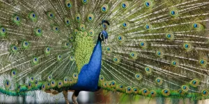 Nous ne sommes que des singes pratiquement dépourvus de poils : les animaux sont bien plus beaux