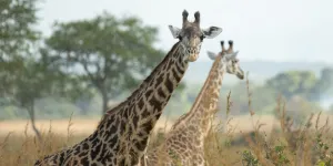 Pourquoi le cou de la girafe est-il si long ? Ce que l'épigénétique nous dit du secret de la vie