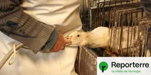 L214 perd la première manche au procès du foie gras