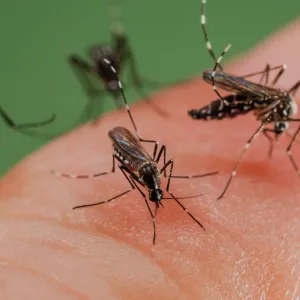 Le moustique tigre, le bzzz de l’été 2024