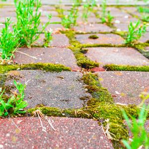 Comment éliminer naturellement la mousse sur sa terrasse ?