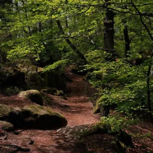Union européenne: la loi sur la restauration de la nature entre en vigueur