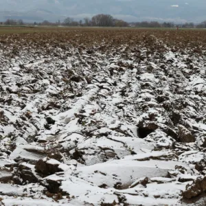 Alsace. Températures hivernales : céréaliers et arboriculteurs se réjouissent