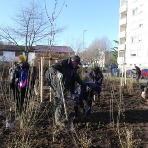 Schiltigheim. Une forêt urbaine de Miyawaki plantée au Marais