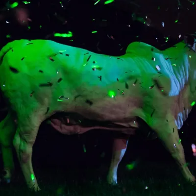 « Holy Cow », au cœur du bœuf