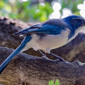 Le X de Musk n’est pas une inconnue…