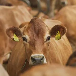 Le Danemark va imposer une taxe carbone sur les vaches