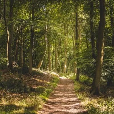 Promenons-nous dans les bois à Vanves