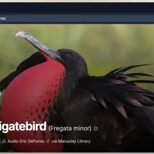 BirdTab. Faites entrer la nature dans votre ordinateur