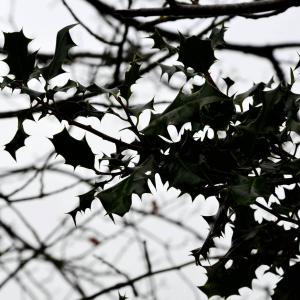Émois en photos : année blanche, année noire — 1 : solitude • La Lune Mauve