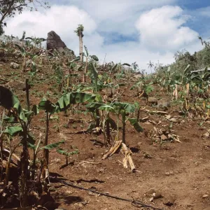À Mayotte : « Nous ne reverrons les prochains fruits que dans un an »