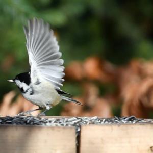 Une appli et des mangeoires pour mieux connaître les oiseaux