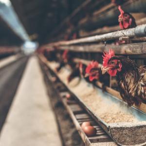 Devenez la poule la plus productive du poulailler !