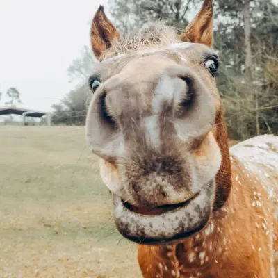 L'Internet des animaux : comprendre les émotions animales grâce aux technologies  2/3 : Les chevaux s’expriment du bout des lèvres