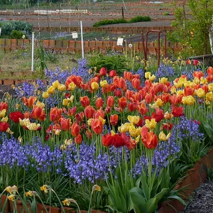 T’éduc – À l’école du jardin