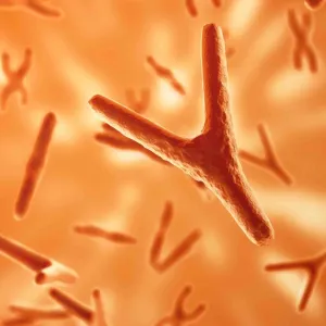 Prophétie - Le chromosome Y va-t-il disparaître, et les hommes avec lui ?