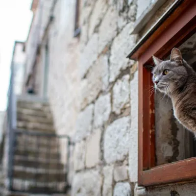 Toujours plus de félins en détresse, toujours moins de moyens : les Chats’Sociés ont besoin d'aide