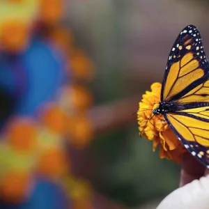 « La découverte de la nature a toujours été une source inépuisable de tendresse et de poésie »