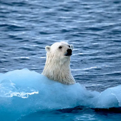 Climat : et si on avait écouté la science ?