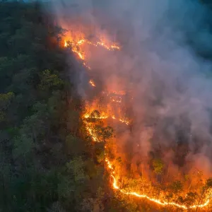 Faut-il adapter les forêts au dérèglement climatique ?