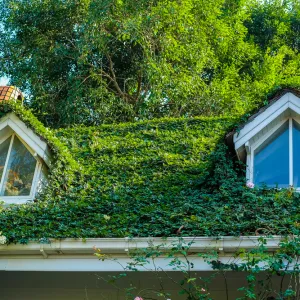 La réglementation pour une toiture végétalisée