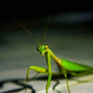 La lumière des lampadaires rend les feuilles immangeables pour les insectes