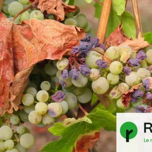 L'été 2023 a été le plus chaud depuis 2 000 ans