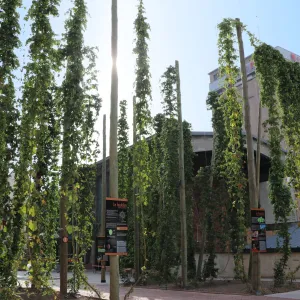 Fischer reste en Alsace : Heineken s'en va, mais la bière sera brassée chez Meteor dès 2026