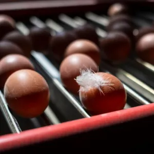 « Les Jours » vous en mettent plein les œufs