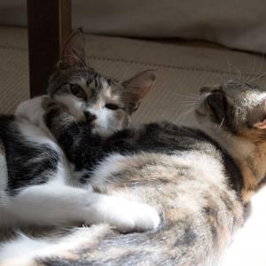 Deux ans en tout-doux-cratie : bilan et perspectives