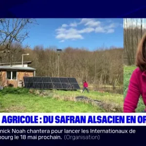À la rencontre d'une productrice de safran alsacien, récompensée au Salon de l'agriculture
