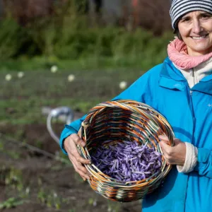 Sur le toit d'un immeuble strasbourgeois, Anaïs Meyer cultive un safran 100 % local et écoresponsable