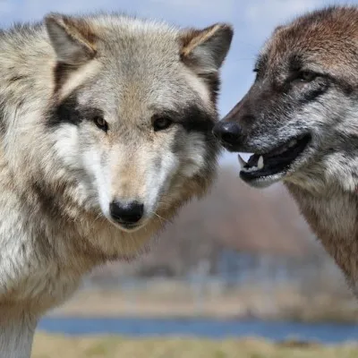 Les deux loups - sagesse amérindienne - Radioactiste !