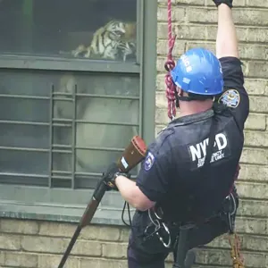 The Harlem Tiger: The Astonishing True Story of Ming, a 425-Pound Pet Living in an Apartment - Rare Historical Photos