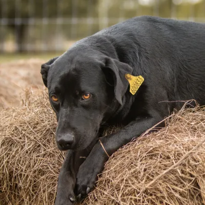 Ferme Bernier | Viande de chien biologique