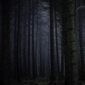 The Dark Forest Theory of the Internet
