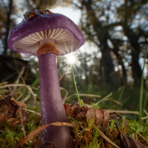 « Les champignons souterrains sont les héros méconnus du monde naturel »