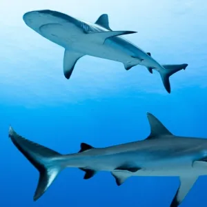 Des femelles requins en voie de disparition ont fait des bébés toutes seules