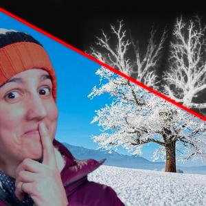 Ce que je vois quand je regarde des arbres enneigés