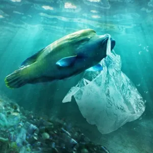 Surpêche, plastique, réchauffement… 10 ans pour sauver les océans