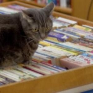 Que veut dire « libre » (ou « open source ») pour un grand modèle de langage ?